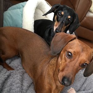 Meet your Posher, Robin